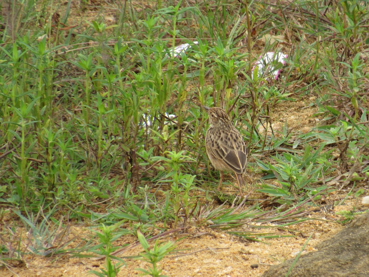 Jerdonlerche - ML646625249