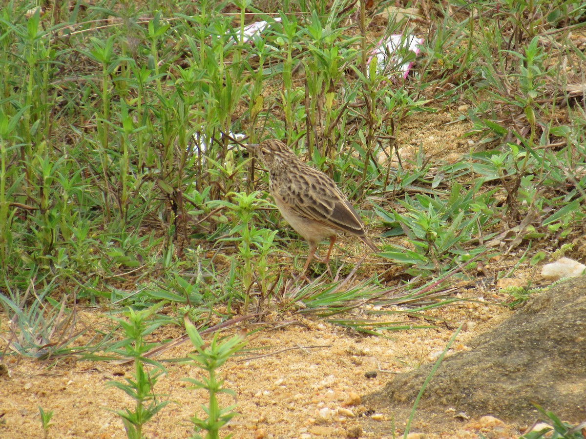 Jerdonlerche - ML646625250