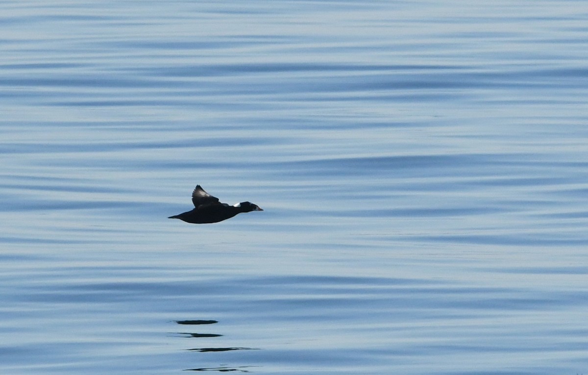 Surf Scoter - ML646625251