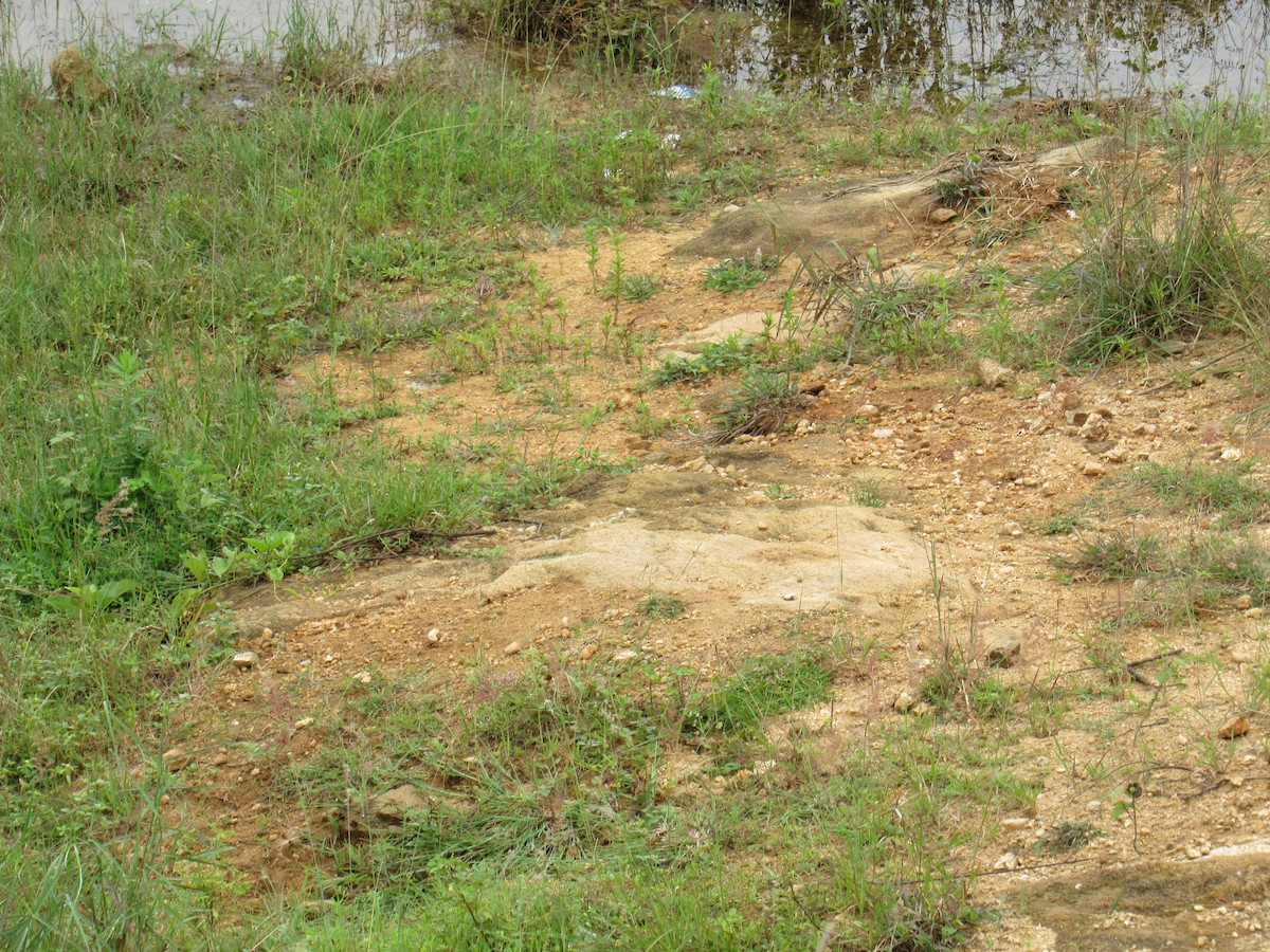 Jerdonlerche - ML646625252