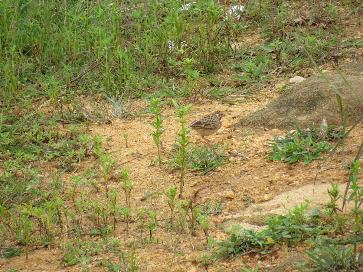 Jerdonlerche - ML646625253