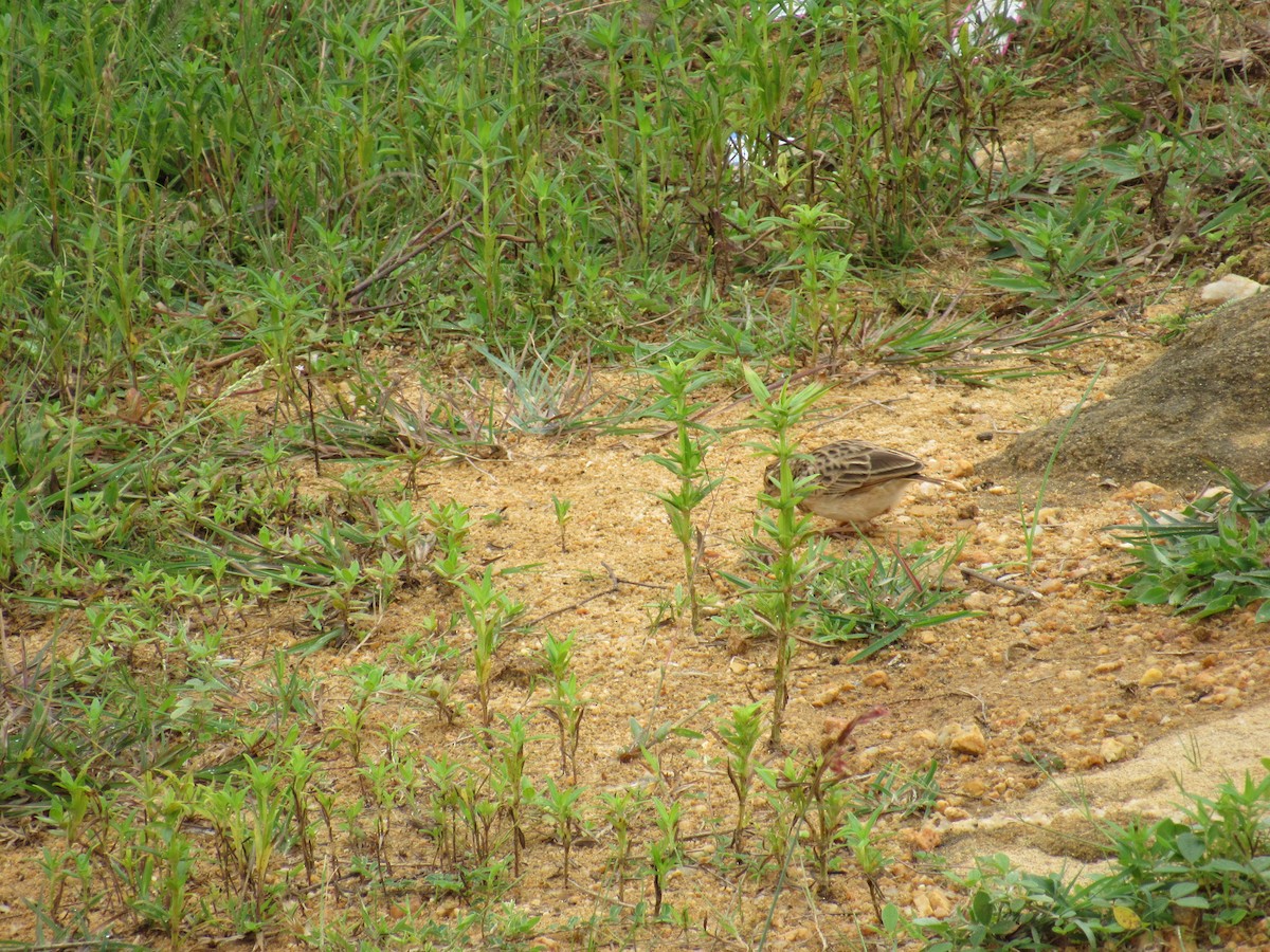 Jerdonlerche - ML646625254