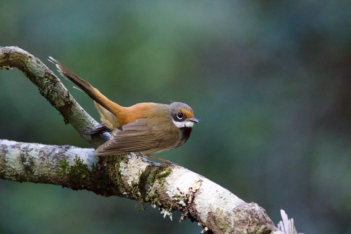 Avustralya Kızıl Katmerkuyruğu - ML646625256