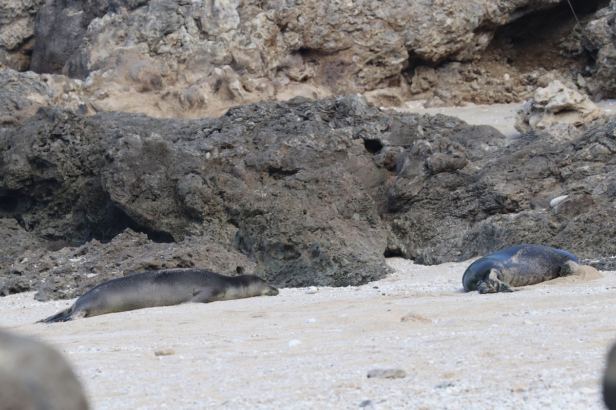 Hawaiian Monk Seal - ML646625261