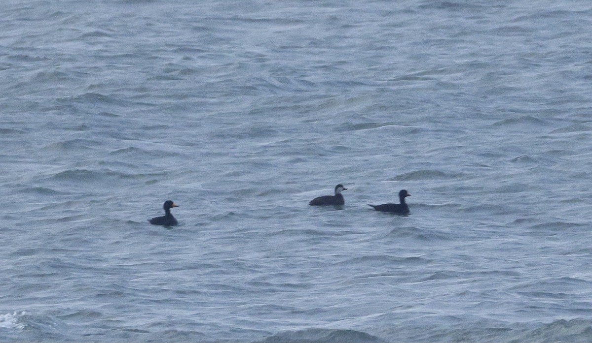 Black Scoter - ML646625262