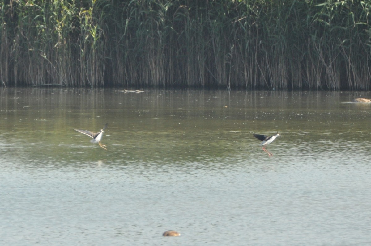 セイタカシギ - ML646625263