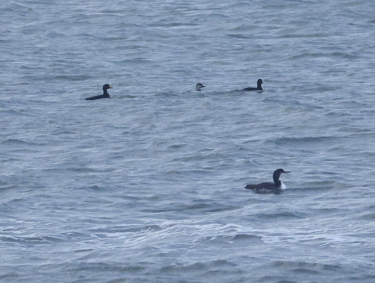 Black Scoter - ML646625264