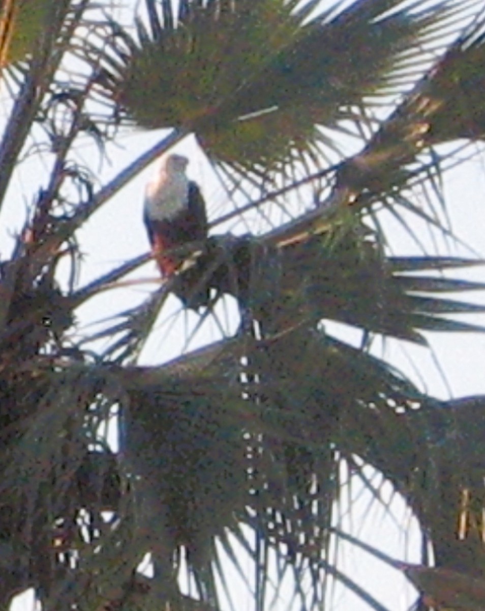 flodørn - ML646625265