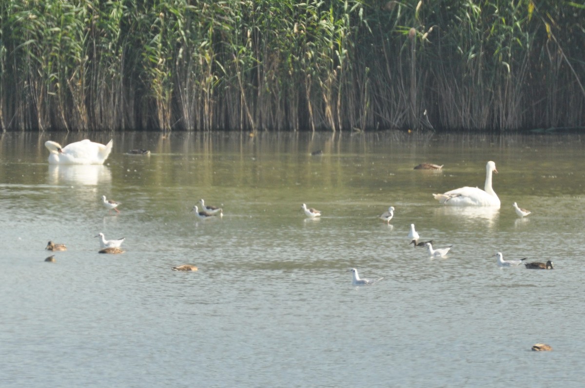 セイタカシギ - ML646625266