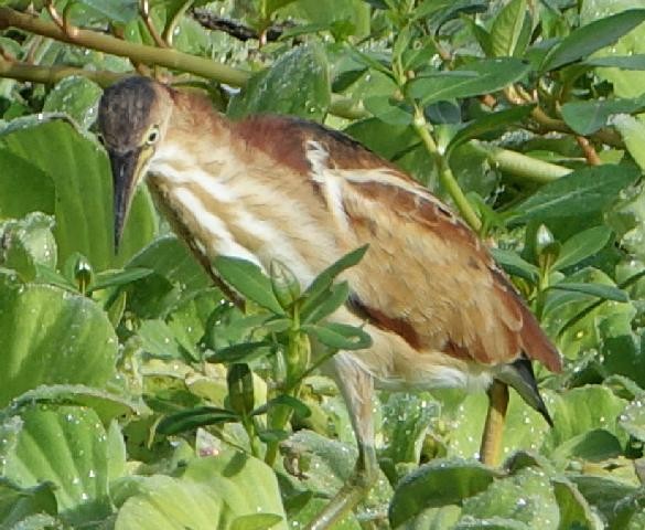 Least Bittern - ML646625267