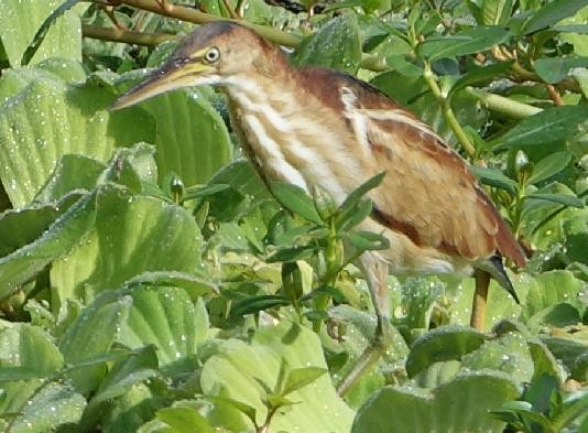 Least Bittern - ML646625268