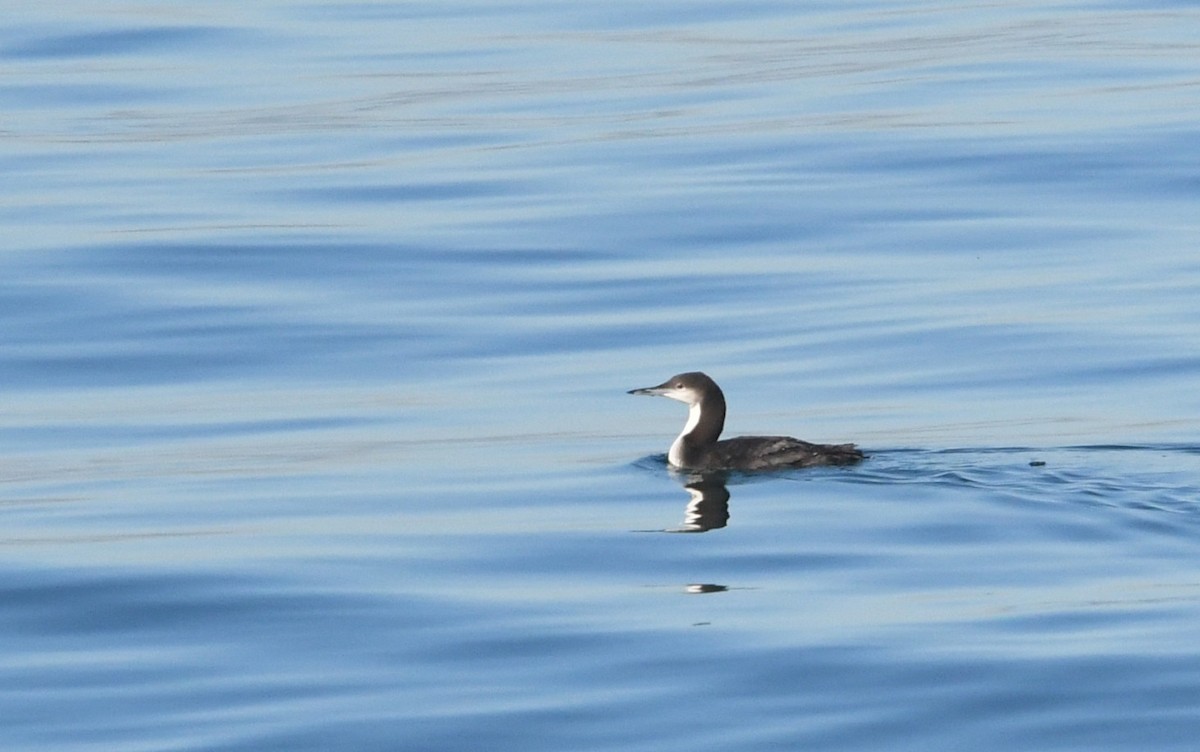 Pacific Loon - ML646625269