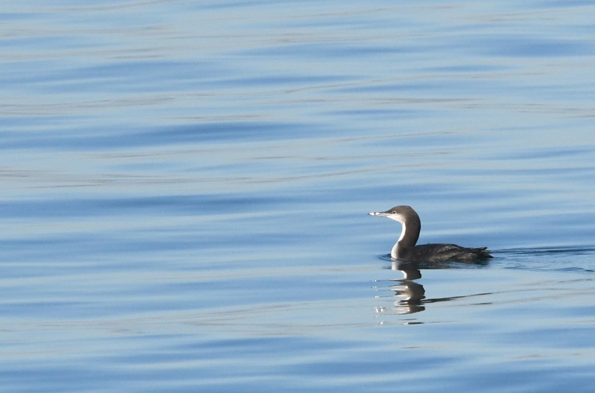 Pacific Loon - ML646625270