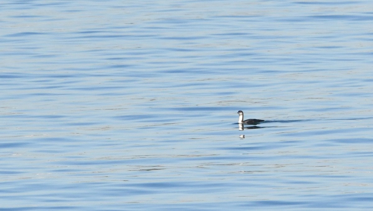 Pacific Loon - ML646625271