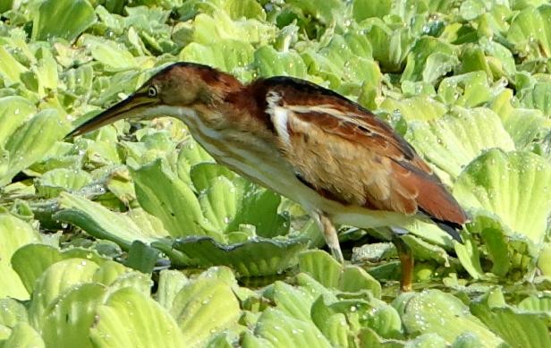 Least Bittern - ML646625275
