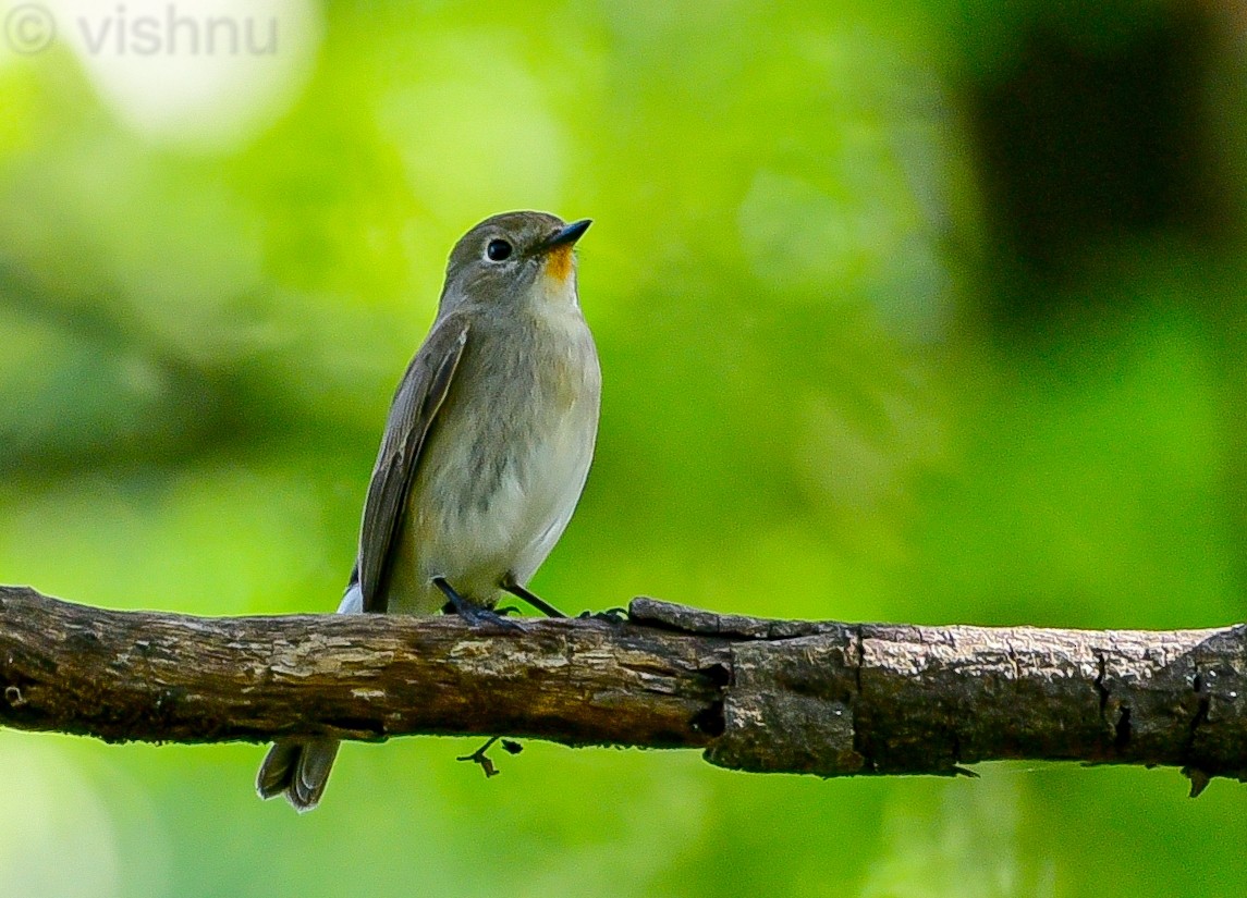 Taiga Flycatcher - ML646625276