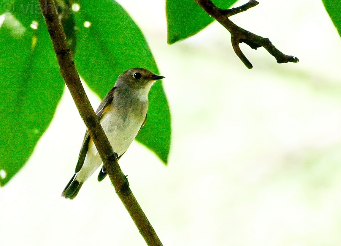 Taiga Flycatcher - ML646625277