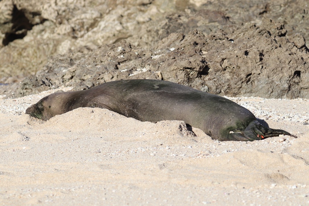 Hawaiian Monk Seal - ML646625278