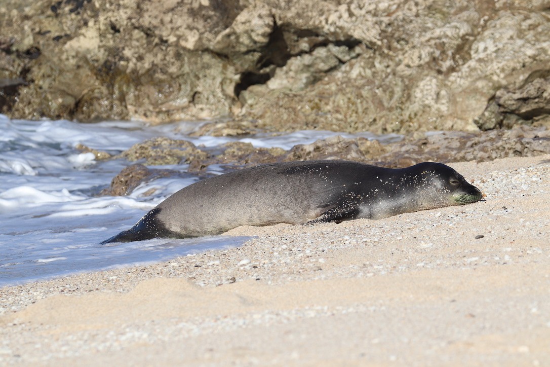 Hawaiian Monk Seal - ML646625279