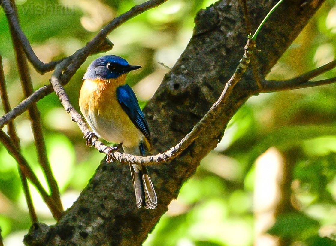 Tickell's Blue Flycatcher - ML646625283