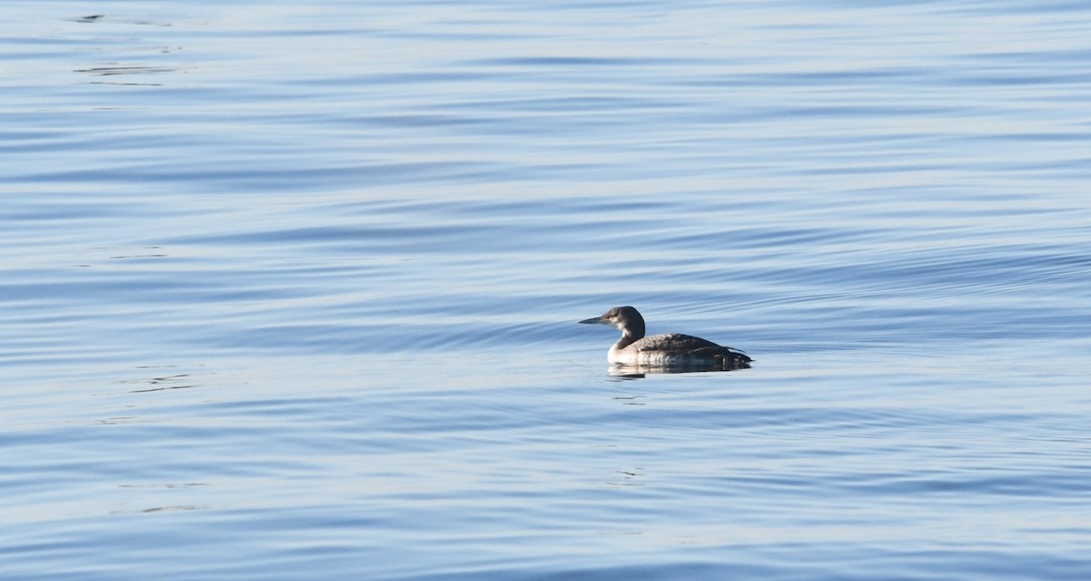 Common Loon - ML646625285