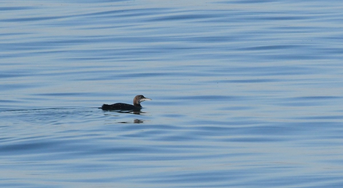 Common Loon - ML646625286