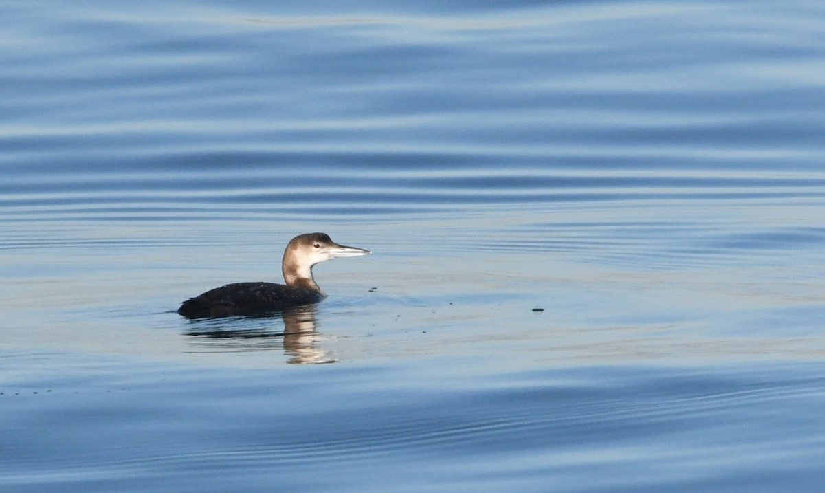 Common Loon - ML646625288