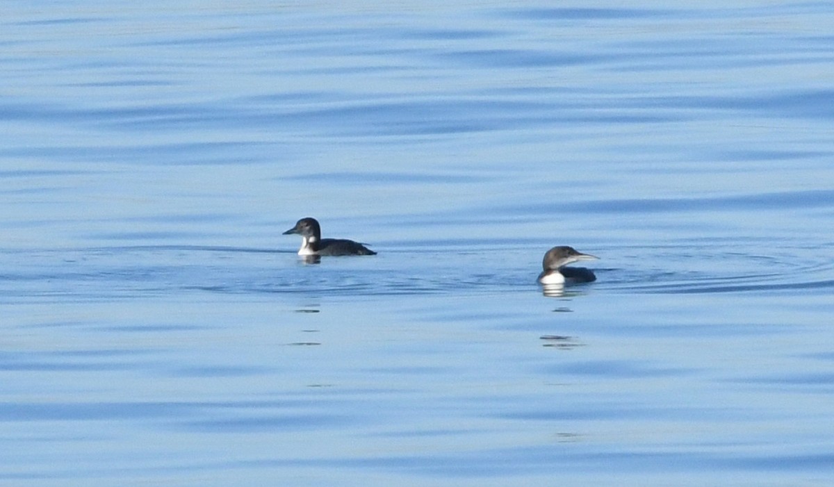 Common Loon - ML646625289