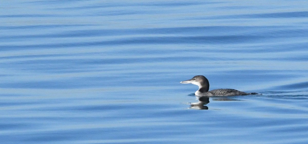 Common Loon - ML646625290