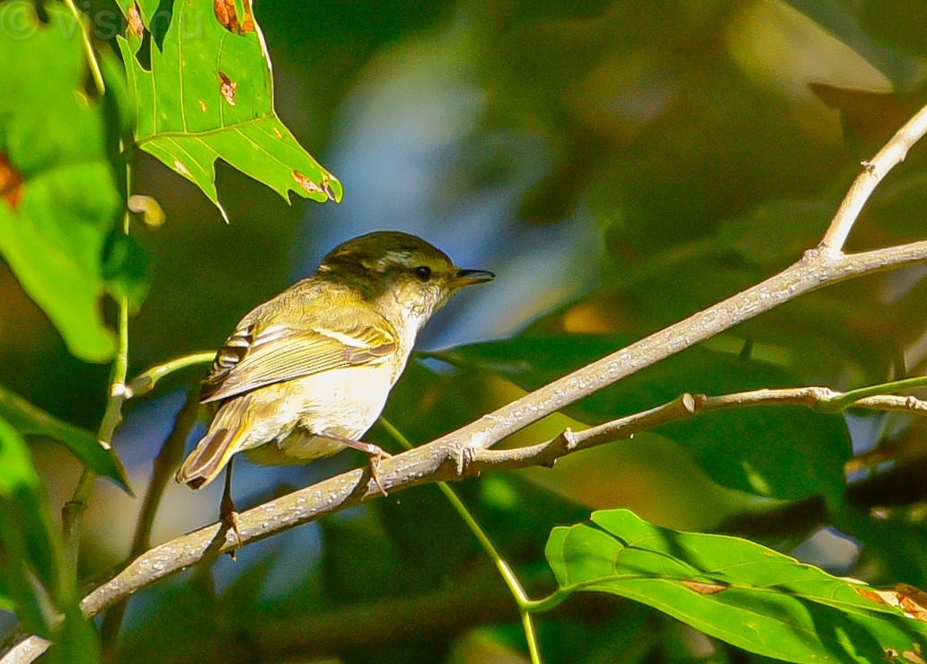 Hume's Warbler - ML646625297