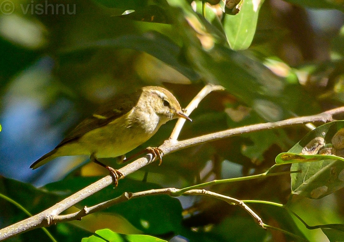 Hume's Warbler - ML646625298