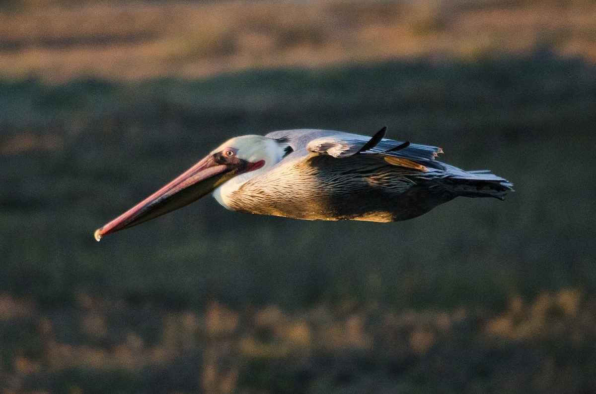 Pelikano arrea - ML646625301