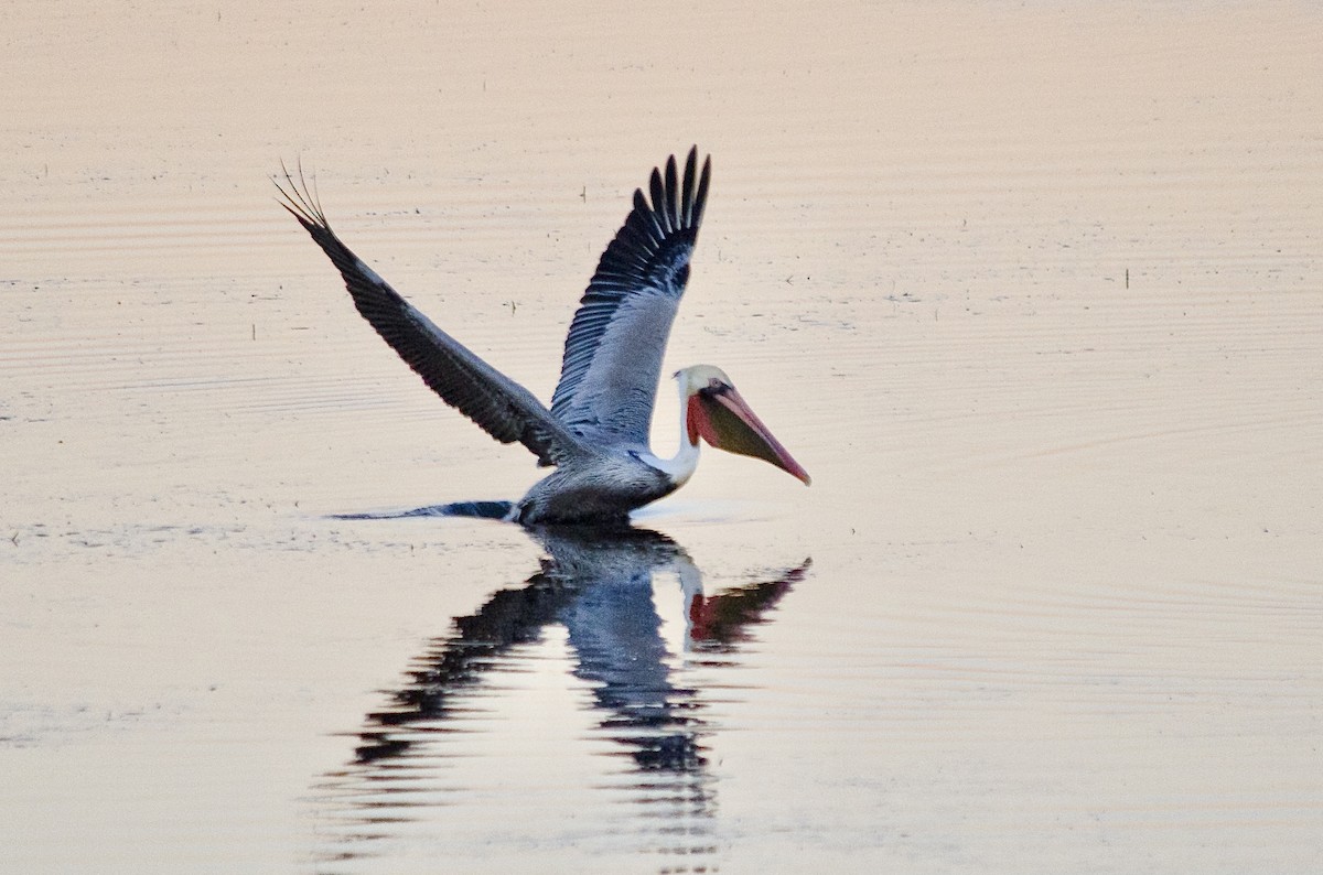 Pelikano arrea - ML646625302