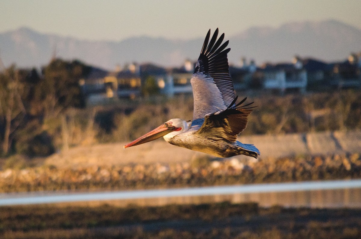 Pelikano arrea - ML646625303