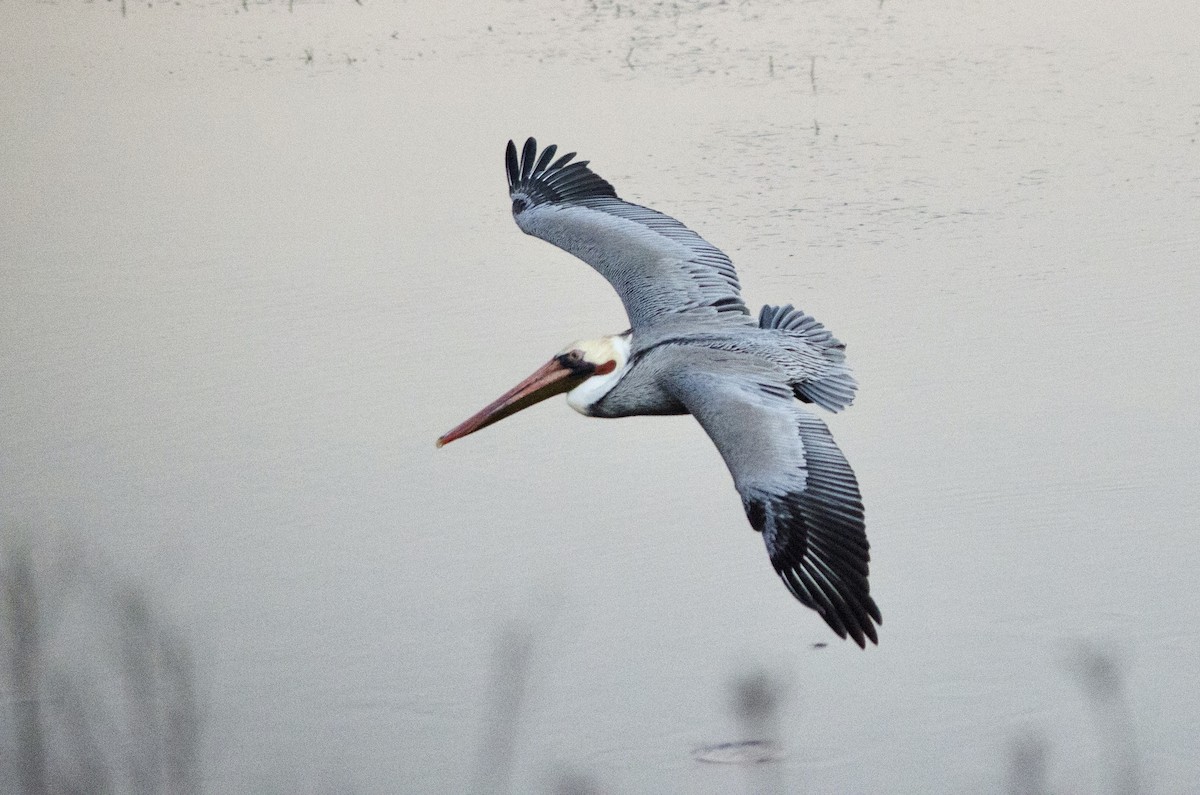 Pelikano arrea - ML646625304