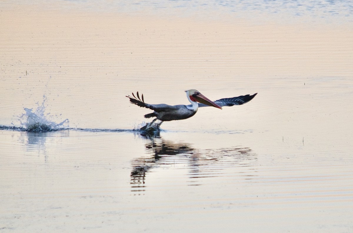 Pelikano arrea - ML646625306