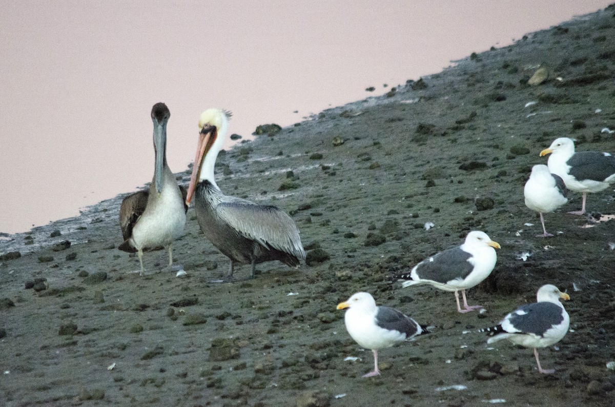 Pelikano arrea - ML646625307