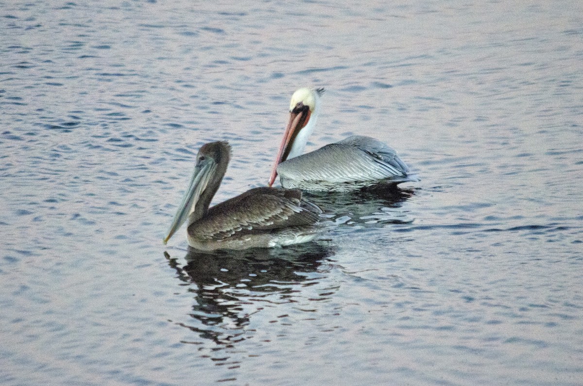 Pelikano arrea - ML646625308