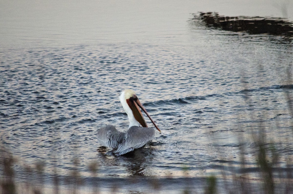 Pelikano arrea - ML646625309