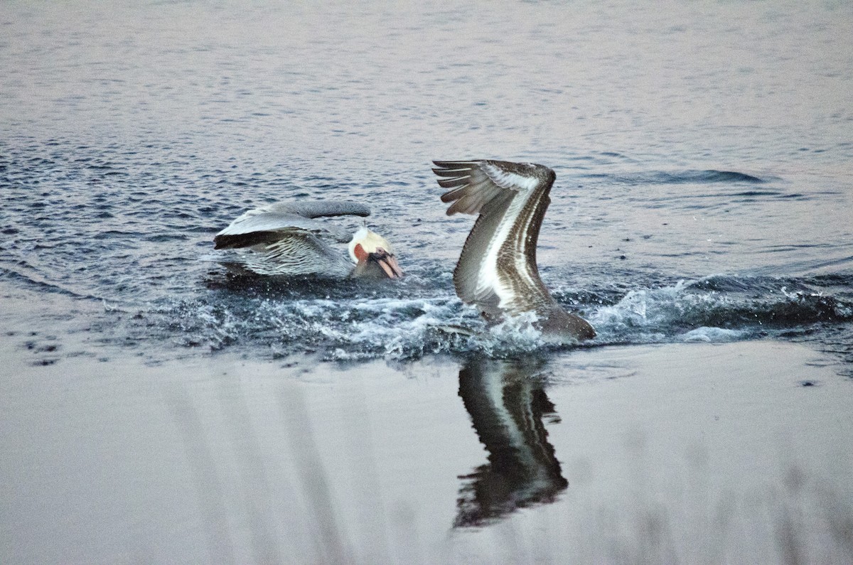 Pelikano arrea - ML646625310