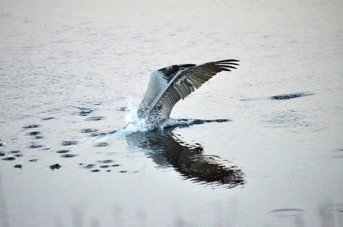 Pelikano arrea - ML646625311