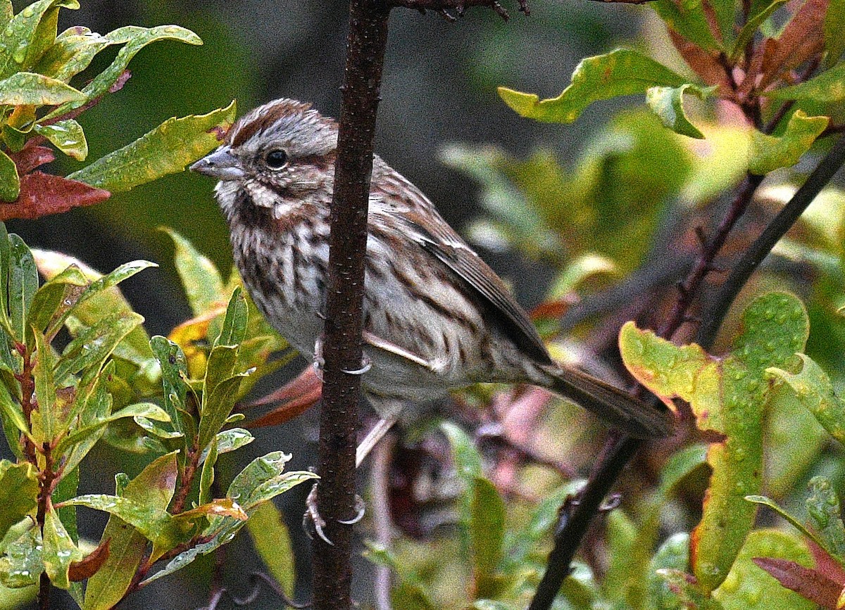 Song Sparrow - ML646625312
