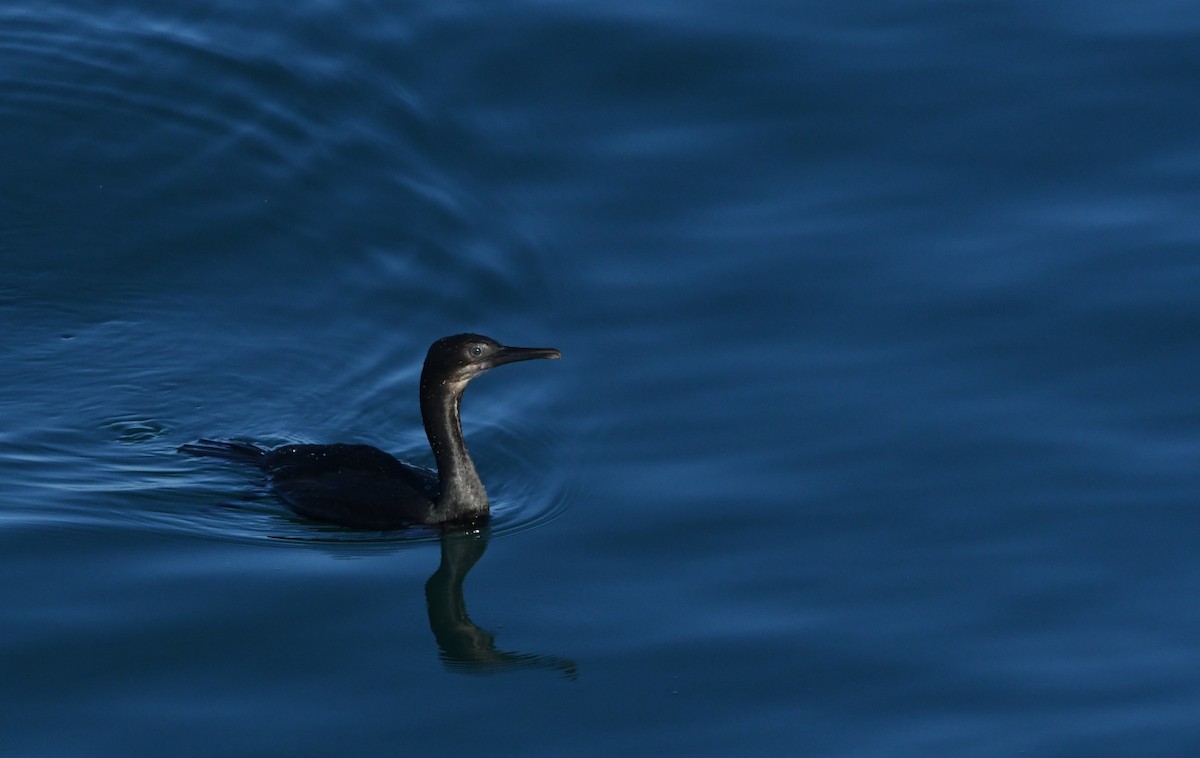Brandt's Cormorant - ML646625313