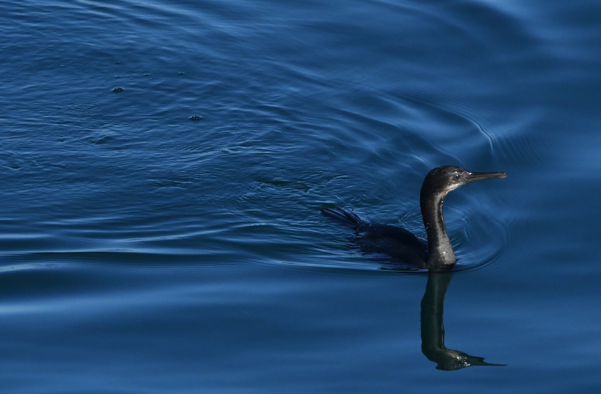 Brandt's Cormorant - ML646625314