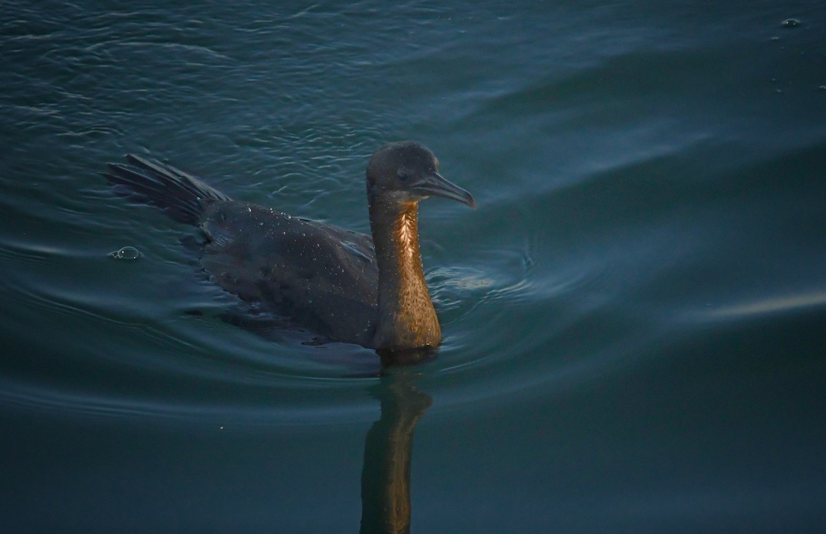 Brandt's Cormorant - ML646625315