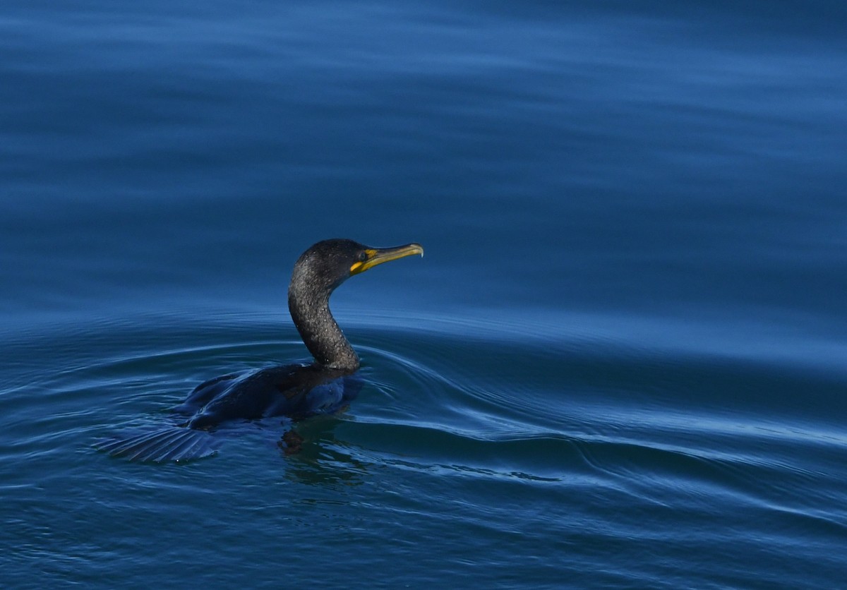 Double-crested Cormorant - ML646625316