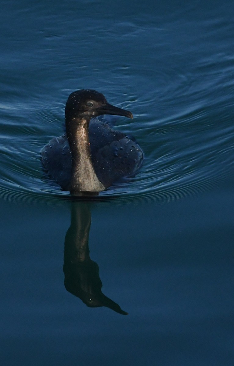 Brandt's Cormorant - ML646625317