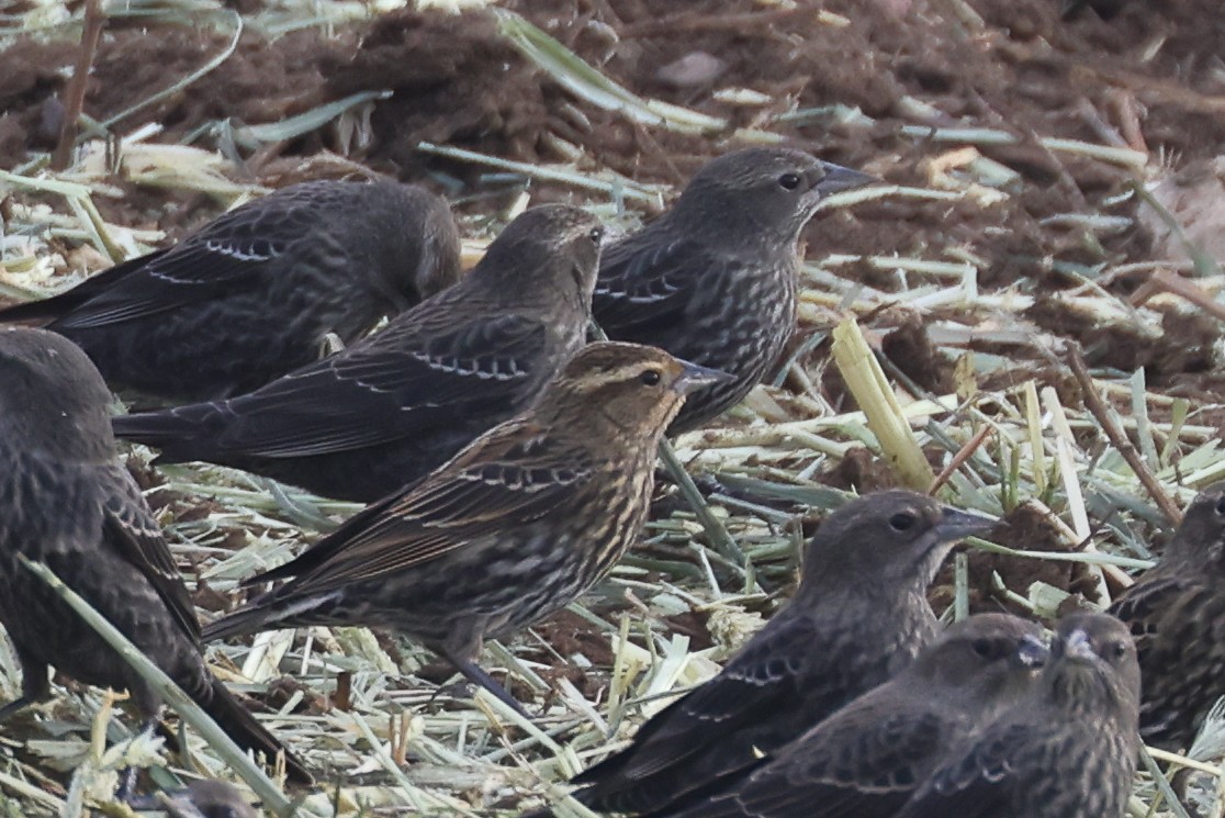 Tricolored Blackbird - ML646625318