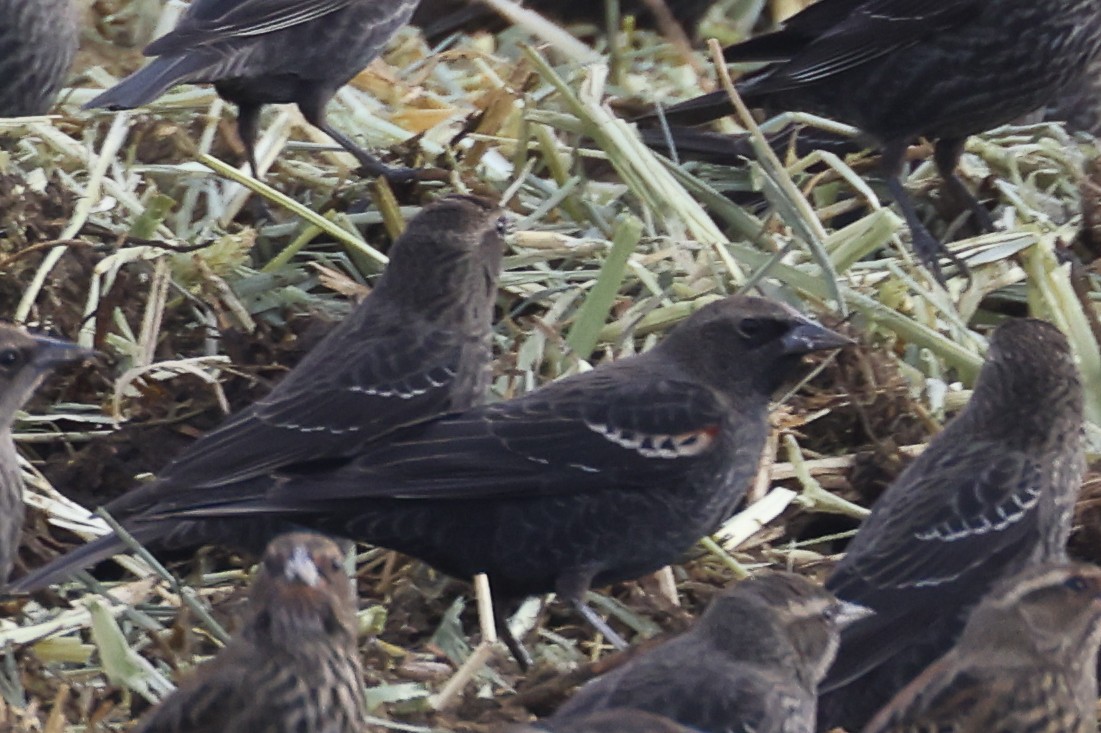 Tricolored Blackbird - ML646625319