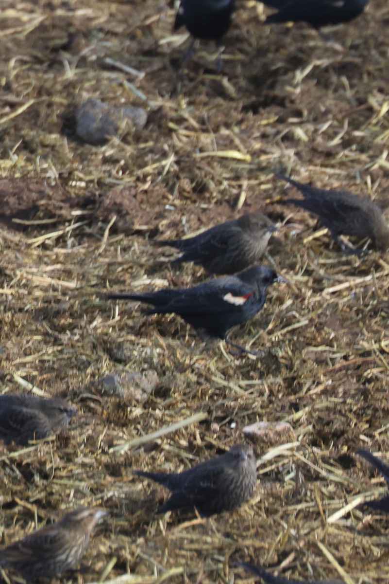 Tricolored Blackbird - ML646625322